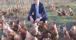 YUMURTA ÜRETİMİNDE ARTIŞ