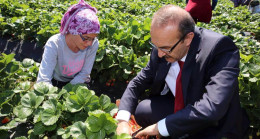 VALİ “ÇİLEK” BAHÇESİNDEYDİ