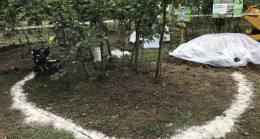 Fındıkta çinko eksikliği araştırılıyor