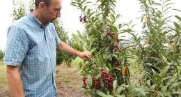 ÜNİVERSİTEMİZDEN ALKIŞLANACAK ARAŞTIRMA KARA YEMİŞ ÇEŞİTLERİNDE “ORDU” DAMGASI