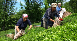 Fındık Diyarında Çay Hasadı Başladı