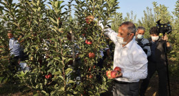 ODÜ meyve bahçesinde hasat şenliği