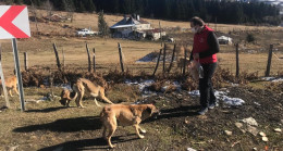 Sokak Hayvanları Unutulmadı