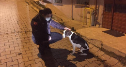 Sokakta bulunan köpeği, belediye başkanı sahiplendi