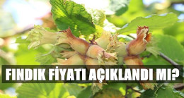 Fındık Fiyatı Ne Zaman Açıklanacak ?