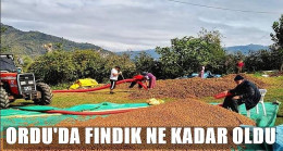 Bugün Fındık Kaç Lira ?