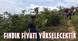 Güney: Fındık Fiyatı Yükselecektir