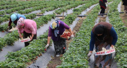 ORDU’DA ÇİLEK ÜRETİMİ ARTIYOR