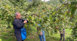 Vali Sonel, Fındık Hasadına Katıldı