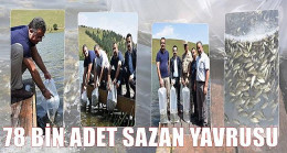 78 BİN ADET SAZAN YAVRUSU