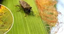 KAHVERENGİ KOKARCA (Halyomorpha halys) EĞİTİMİ YAPILDI