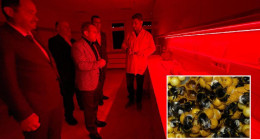 Bombus Arısı İle Seralarda Verim Artıyor