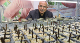 ATA TOHUMLARI ORDU’DA HAYAT BULUYOR