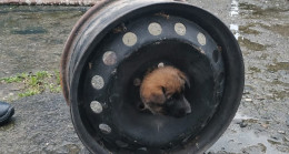 AFACAN KÖPEK BAŞINI JANTA SIKIŞTIRDI