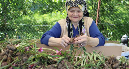 SALEP HASADI BAŞLADI