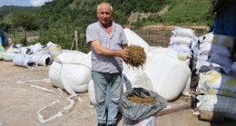 FINDIK BAHÇELERİ KABA YEM EKİM ALANINA DÖNÜŞTÜ