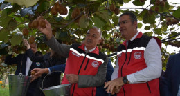 Ordu’da Kivi Hasatı Başladı!