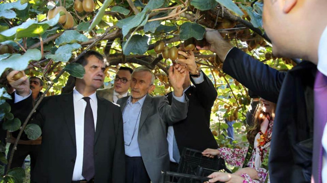 KİVİ HASAT ŞENLİĞİNDE MÜDÜR SÖZÜ “ORDU KİVİSİ MARKA OLACAKTIR”