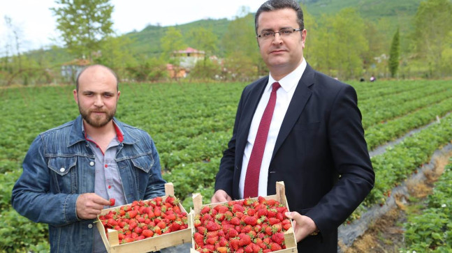 ÇİLEK YÜZ GÜLDÜRÜYOR 