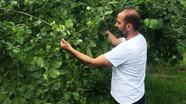 ÜRETİCİNİN KAHVERENGİ ALTINI: FINDIK