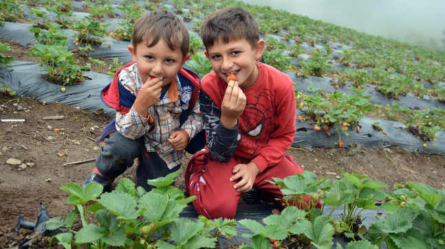 ÇİLEKLERE “SİS” DOPİNGİ