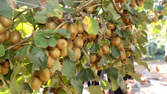 TON KİVİ’DE 7 BİN REKOLTESİ BEKLENİYOR