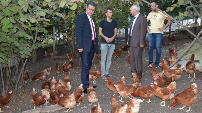 YILMAZ: YUMURTA ÖNEMLİ GELİR KAYNAĞI