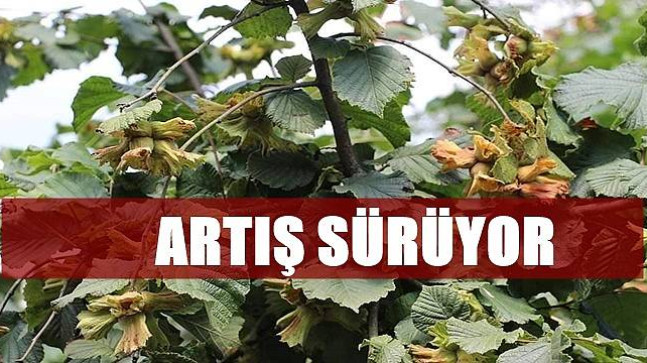 Fındık ihracatında yükseliş var