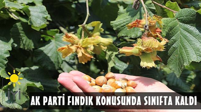 Şentürk, Fındık 35 TL Olmalı