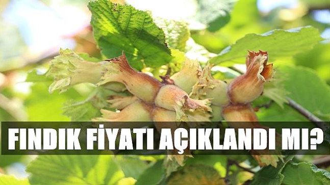 Fındık Fiyatı Ne Zaman Açıklanacak ?