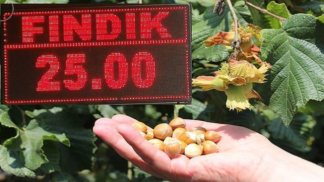 SERBEST PİYASADA FINDIK 25 TL