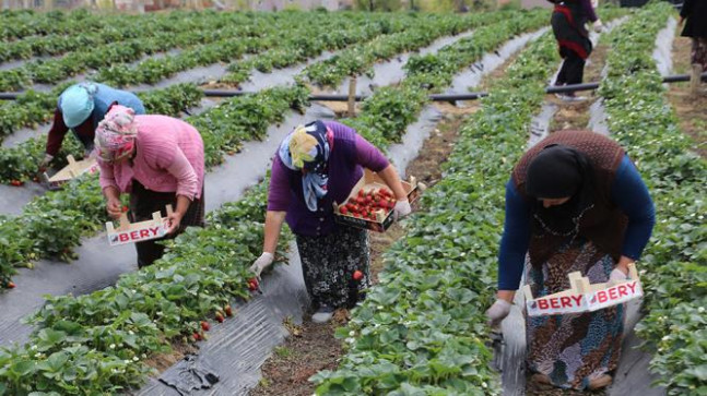 ORDU’DA ÇİLEK ÜRETİMİ ARTIYOR