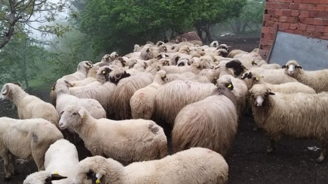 Kurbanlık Alacaklara Uyarı…