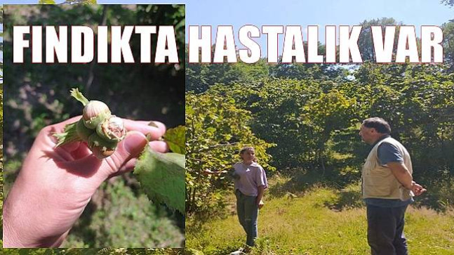 FINDIKTA HASTALIK VAR