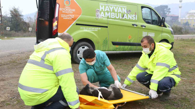 HAYVAN HASTANESİ CAN DOSTLARIN SIĞINAĞI OLDU
