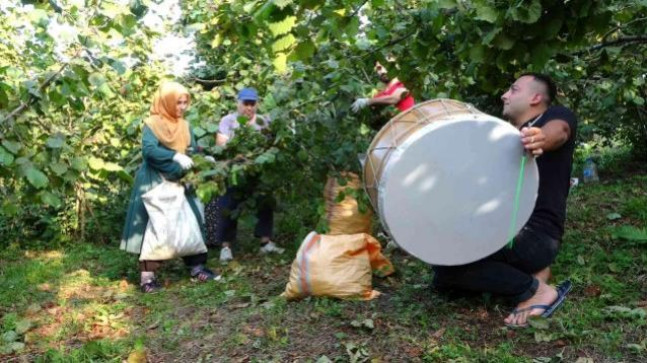 DÜĞÜN HAVASINDA FINDIK HASADI