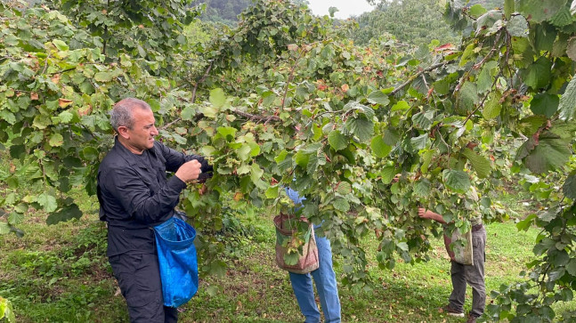 Vali Sonel, Fındık Hasadına Katıldı