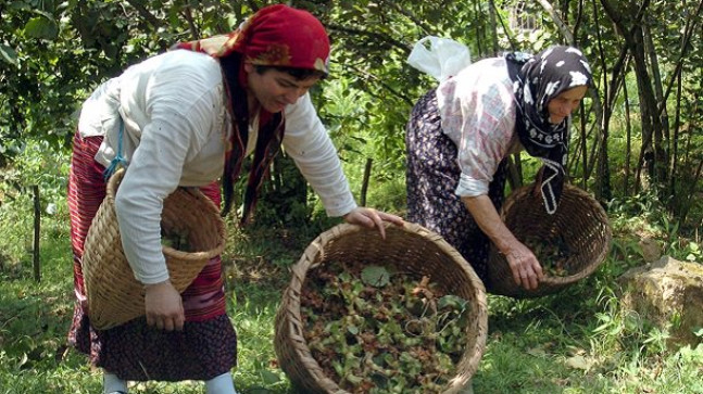 BİR İŞÇİNİN YEVMİYESİ 4 KİLO FINDIK PARASI