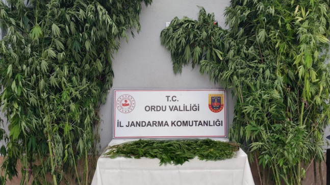ÜÇ İLÇEDE UYUŞTURUCU OPERASYONU
