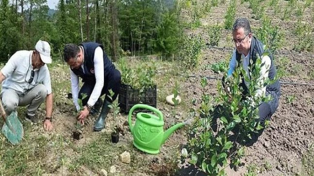 Aronya Üretimi 60 Dekarın Üzerine Çıktı