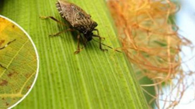 KAHVERENGİ KOKARCA (Halyomorpha halys) EĞİTİMİ YAPILDI