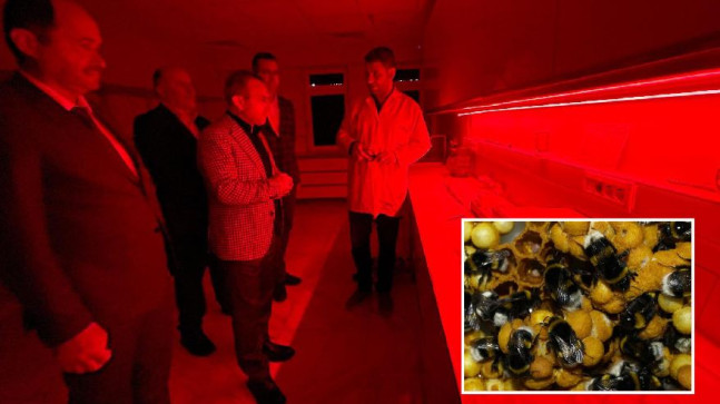 Bombus Arısı İle Seralarda Verim Artıyor