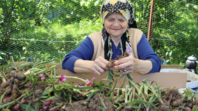 SALEP HASADI BAŞLADI