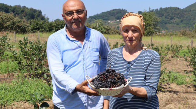 ARONYA ÜRETİMİ YAYGINLAŞIYOR