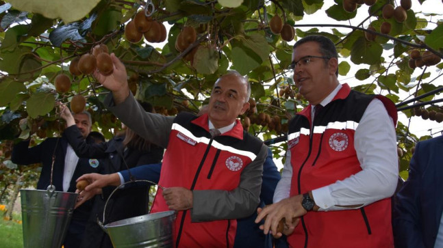 Ordu’da Kivi Hasatı Başladı!