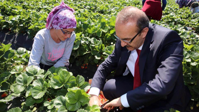 VALİ “ÇİLEK” BAHÇESİNDEYDİ