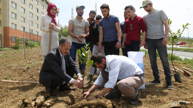 KARAYEMİŞ FİDANLARI TOPRAKLA BULUŞTU