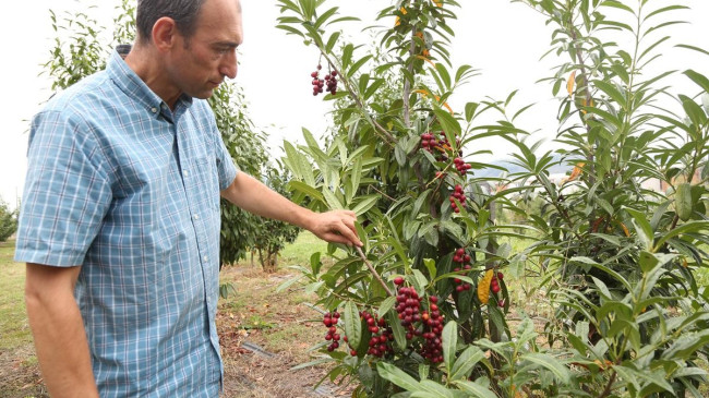 ÜNİVERSİTEMİZDEN ALKIŞLANACAK ARAŞTIRMA KARA YEMİŞ ÇEŞİTLERİNDE “ORDU” DAMGASI