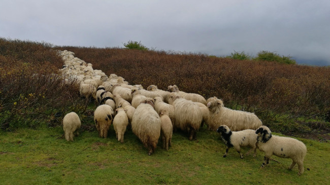 YAYLA GÖÇÜ BAŞLADI