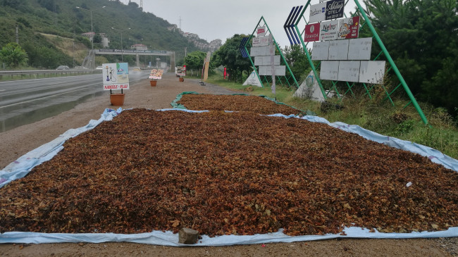 YOL KENARLARI FINDIK HARMANI